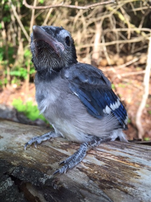 despazito:a baby blue jay flew onto my mom this morning, cue a...