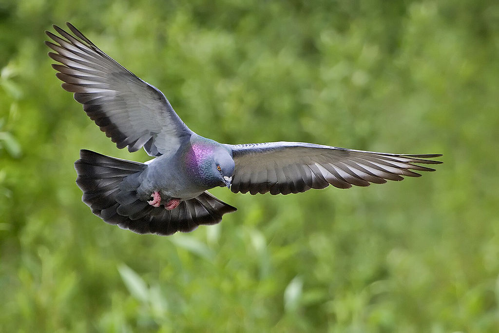 Mongabay On Yahoo Merpati Batu Burung Dara Yang Mendunia