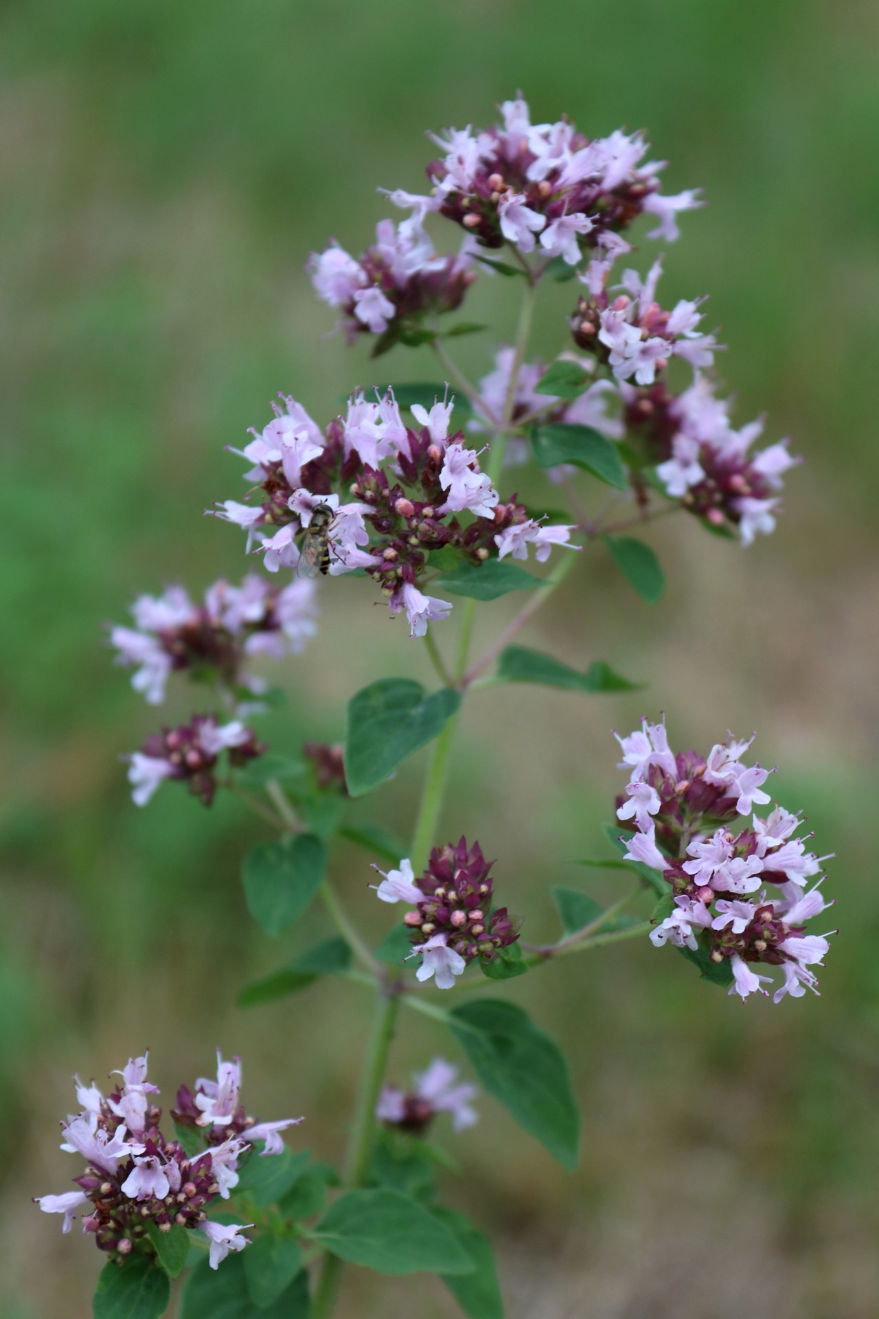 Wild Marjoram (Oreganum Vulgare) | Bosch Integral Photo