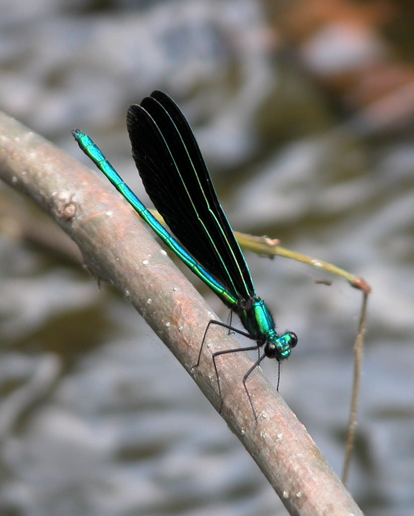 Ebony Jewelwing Damselflies (calopteryx Maculata), - Rhamphotheca