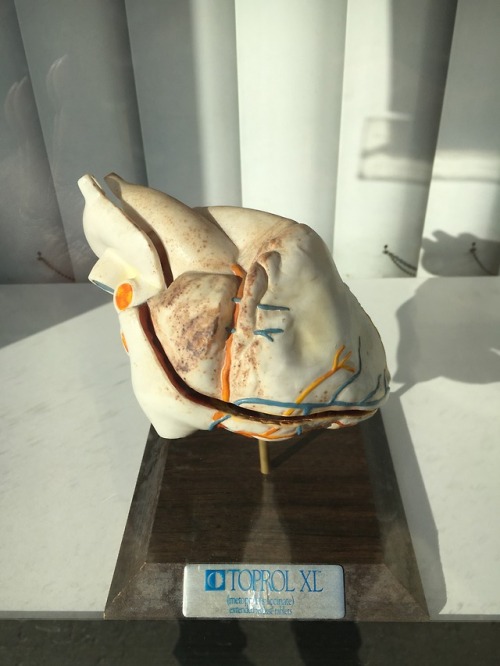 A model heart, from the window of a doctor’s office in Chicago’s...