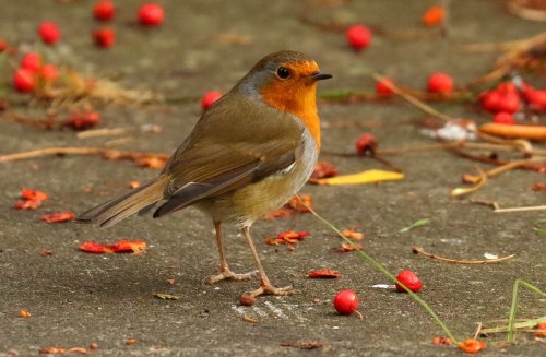 pagewoman:Robin and Rowan berries ~ Davy (goshawk2)