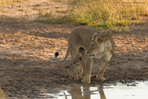 LLBwwb, Nature and Animals :)