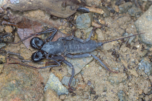 emerald-of-the-eight:A nice vinegaroon [order Thelyphonida]...