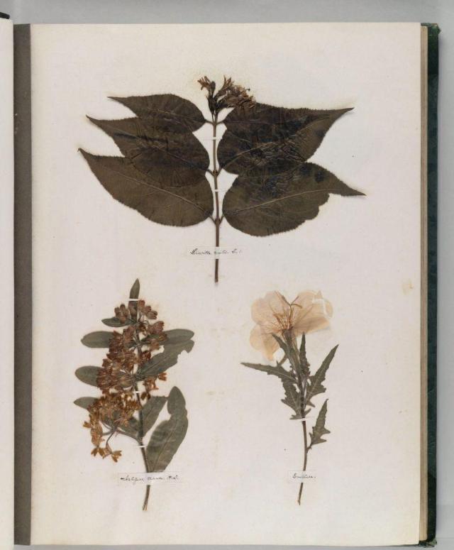 Why A Herbarium Of 7 8 Million Plants Is One Of New Yorks