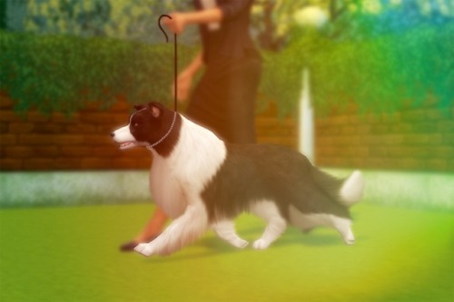 willowsims18