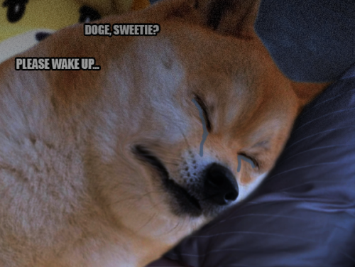 Doge Tumblr - sad doge roblox doge meme on meme