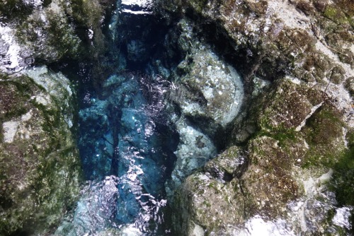 emmy-and-nz:hamurana springs