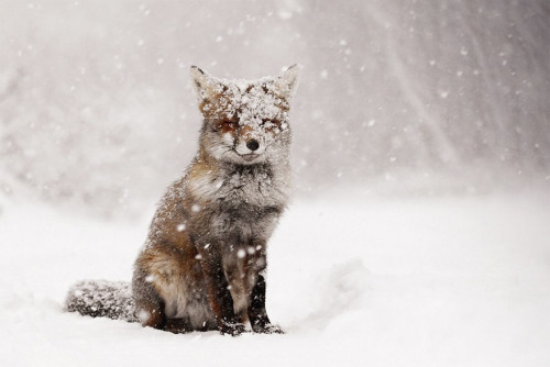 boredpanda:15+ Stunning Winter Fox Photos That’ll Make You...