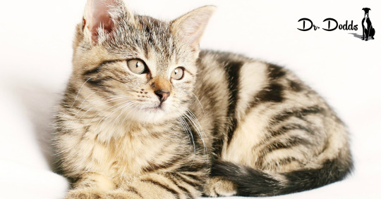 Hairballs: Chronic Conditions and Prevention | Dr. Jean Dodds