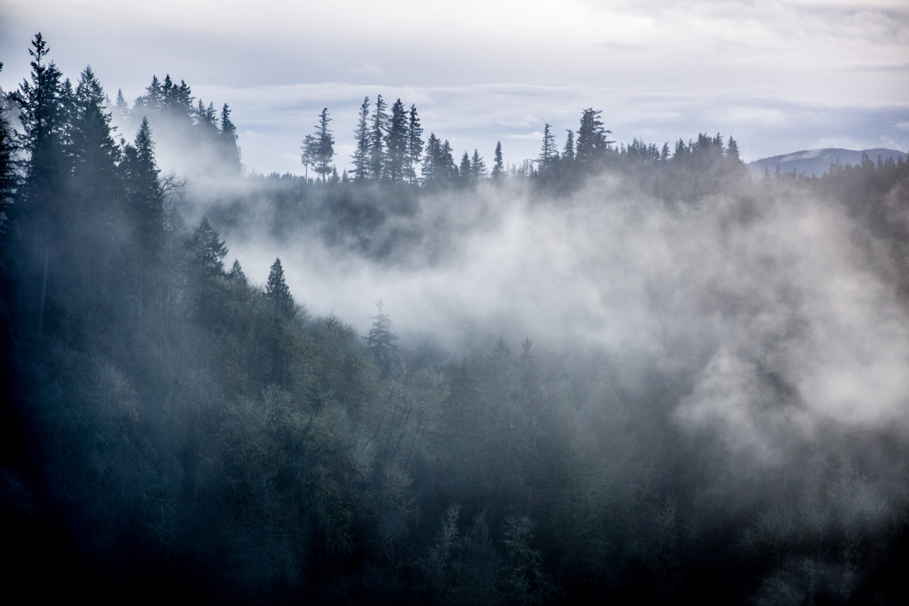 Ponderation — rabiastravels: During a trip to Snoqualmie...