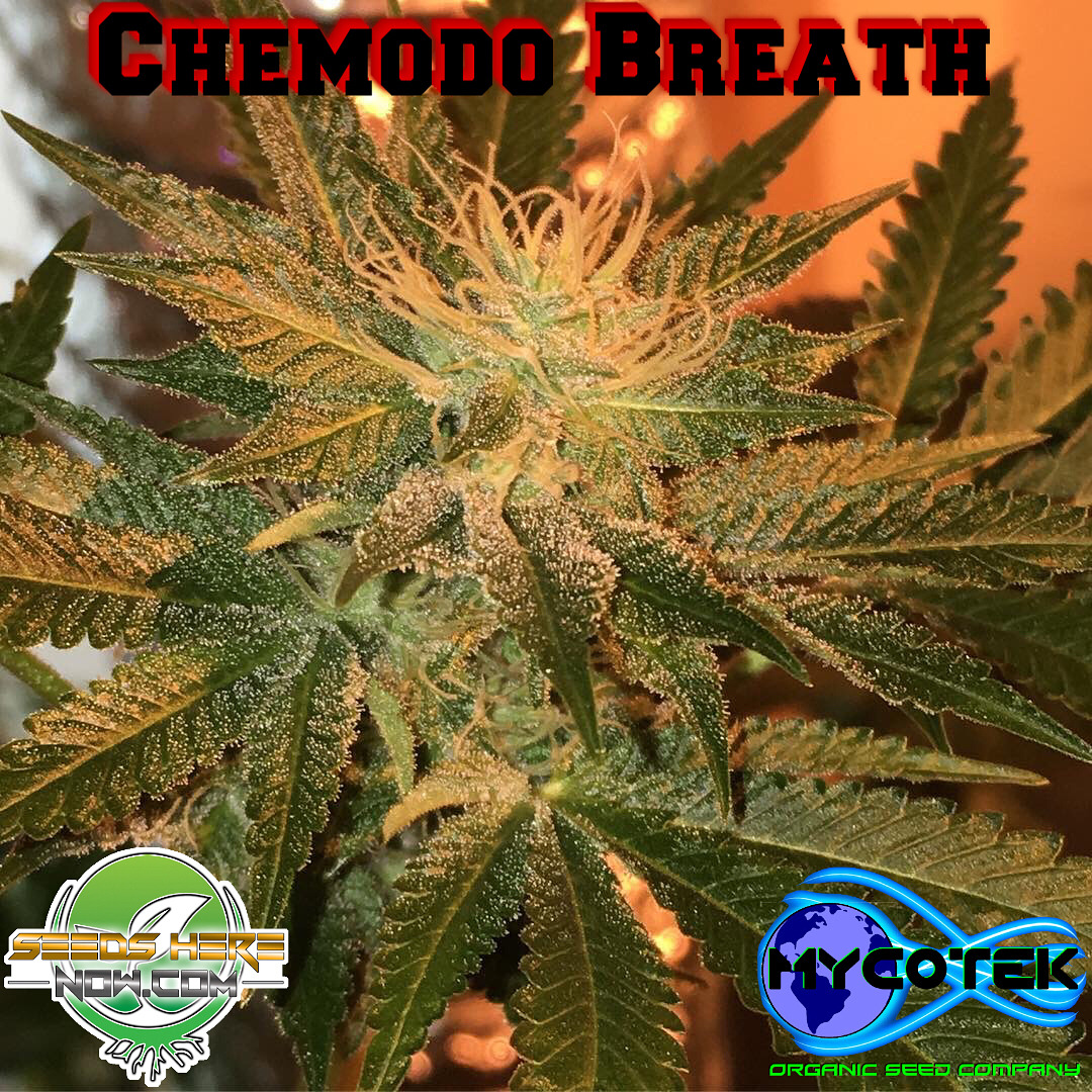 Seeds Here Now — Back in stock TOMORROW…. Chemodo Breath ...