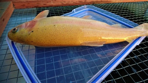 macedon-ranges-aquaponics