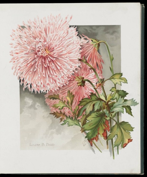 heaveninawildflower:Illustrations of Chrysanthemums taken from...