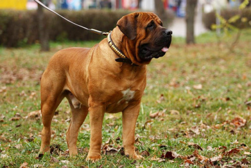 boerboel on Tumblr