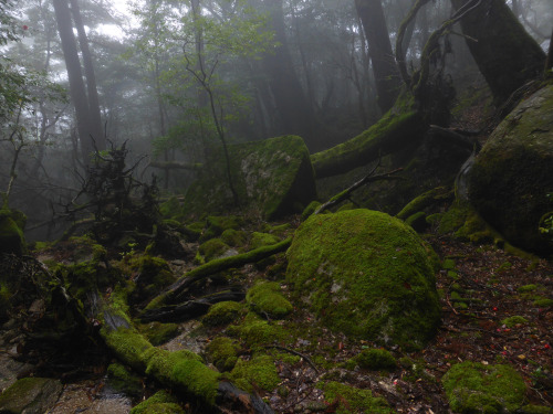 90377:Shiratani Unsuikyo - Yakushima by Obilabilon