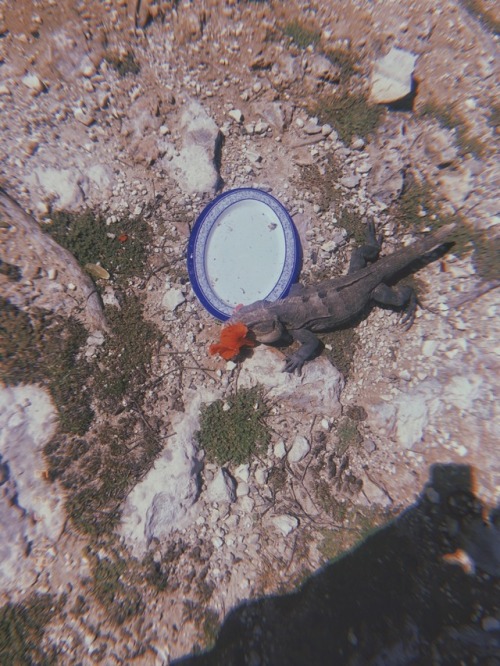 Feeding iguanas