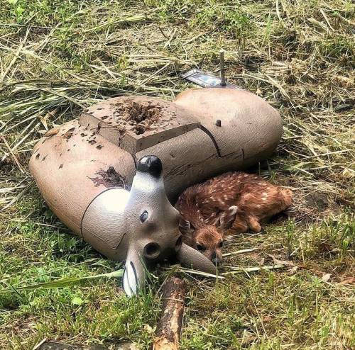 A fawn curled up beside a fake deer which is used for target practice.