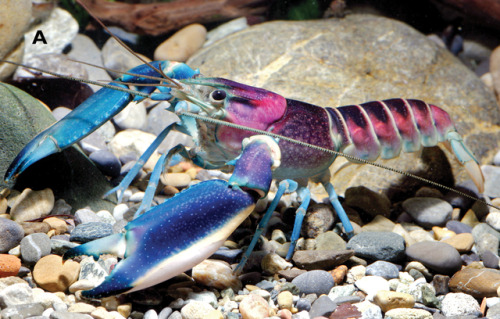 end0skeletal:Cherax pulcher is a species of crayfish from...