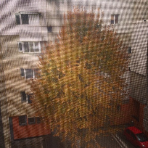 #yellow #tree behind the #net (at Constanța)