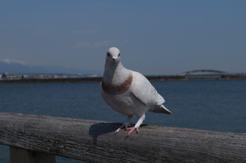 town-birds:カワラバト(ドバト)　Rock DoveTown Birds ～ 街の鳥 ArchiveTown...