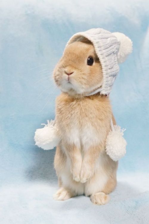 boyishcutie:bunny!