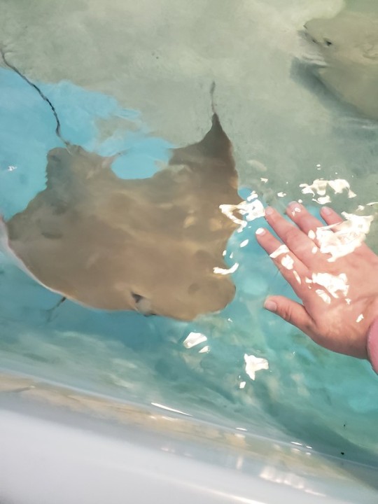 i love stingrays | Tumblr