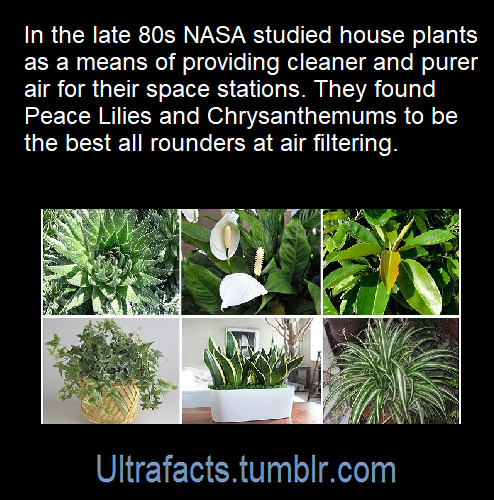 ultrafacts:Source: [x]Click HERE for more facts!