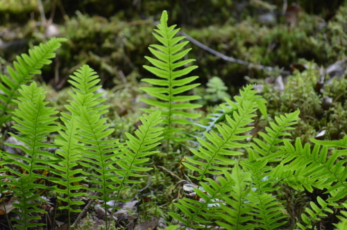 aarnituli-photography:Kallioimarre (Polypodium vulgare)My...