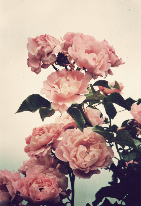 vintage flowers on Tumblr