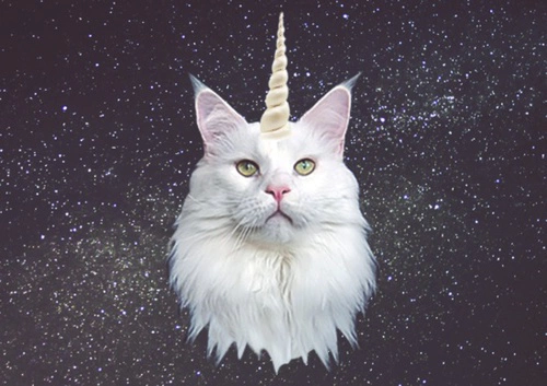 unicorn cat wallpapers