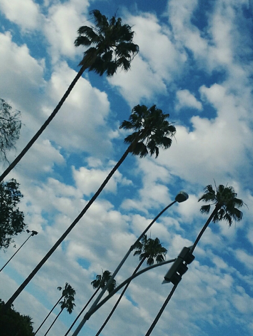 Palm Trees Palms California Cali Life Teens Tumblr Wallpaper Wallpapers For Desktop Iphone Backgrounds Cute Cool Sky Pics Photography Palm Trees Palms California Cali Life Teens Tumblr Wallpaper Wallpapers For Desktop Iphone Backgrounds Cute Cool Sky Pics Photography