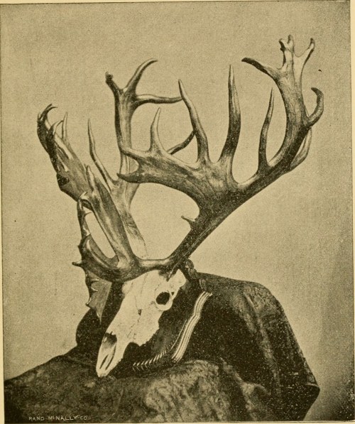lychens