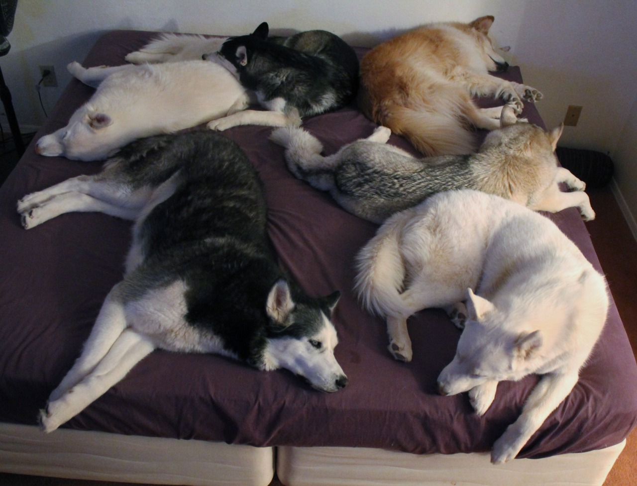 Почему собаки спят на кровати. Куча спящих собак. Собаки спят кучей.