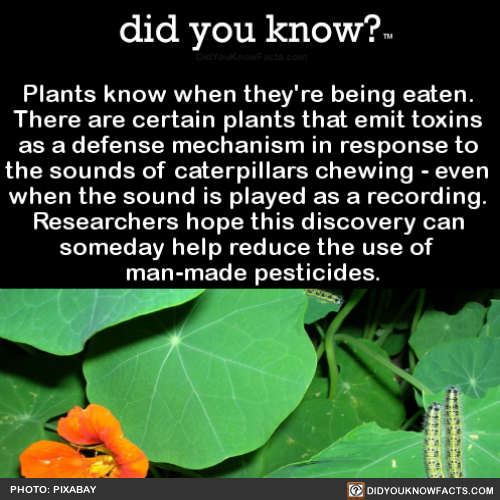 plants-know-when-theyre-being-eaten-there-are