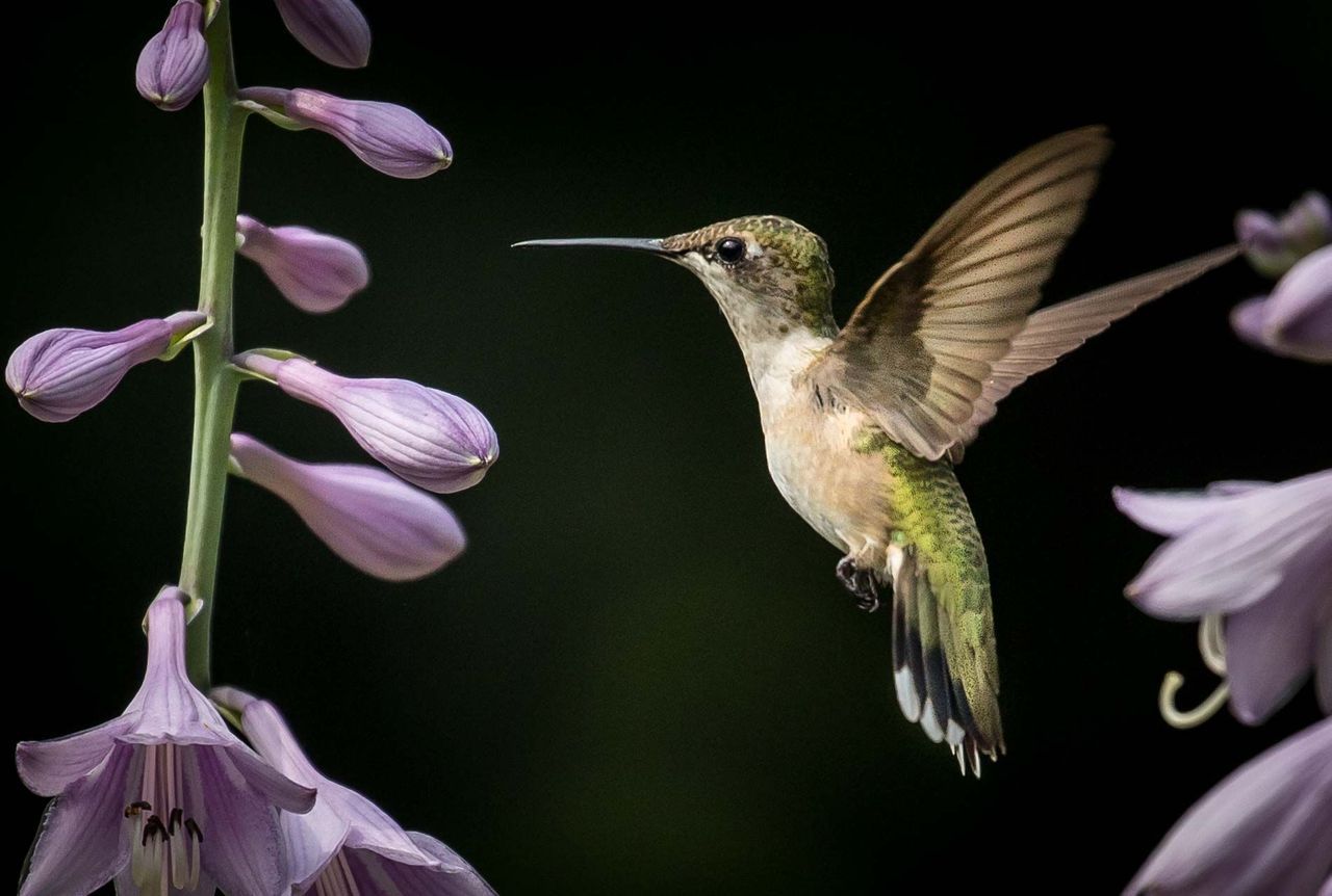 Top Shot: Just a 1/4000th Second of Your Time Top Shot features the photo with the most votes from the previous day’s Daily Dozen, 12 photos selected by the Your Shot editors. The photo our community has voted as their favorite is showcased on the...