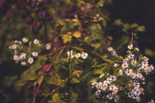 rabbitinthemeadow:The first air of autumn // Part 8