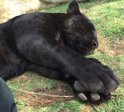 godofher:Those paws!