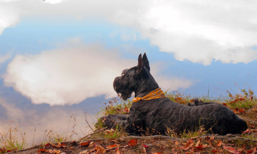 simply-canine:Giant Schnauzer