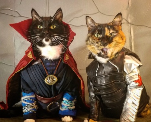 cat-cosplay:“Well… That escalated quickly.”*Predicted...