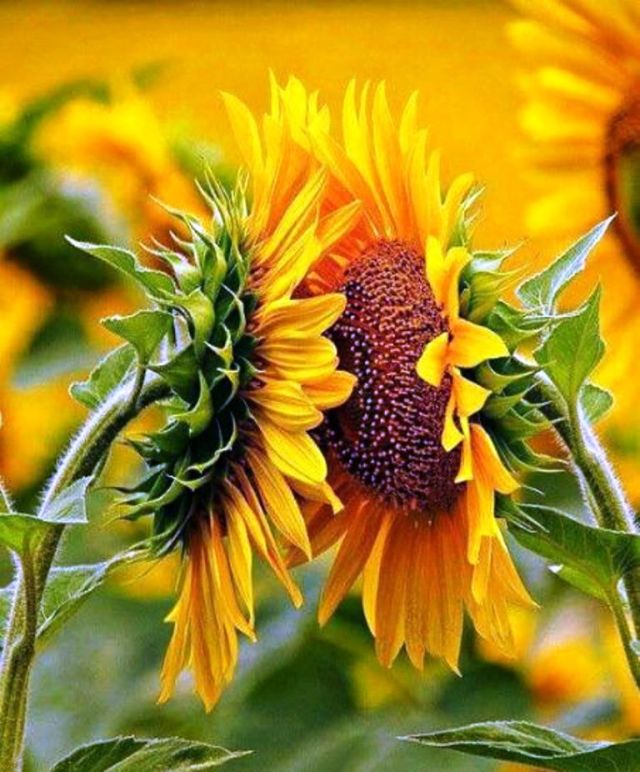 Sunflowers - Barn Owl Eye Candy