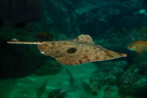 montereybayaquarium:Have you seen these graceful creatures...