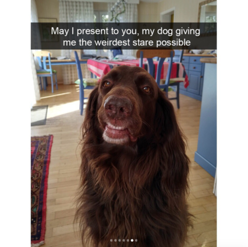 babyanimalgifs:More dog snaps