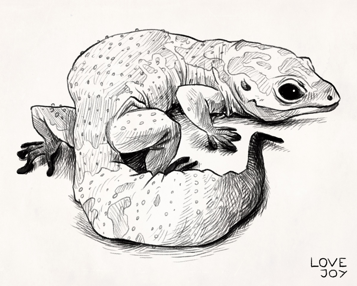 Evan Lovejoy Art — Leopard Gecko