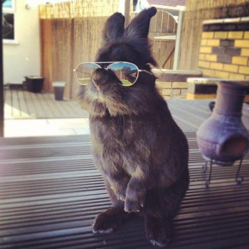 awwww-cute:I see your cool bunny and I raise you a Top Gun...