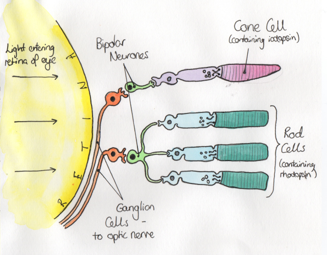 Biological Illustrations — Rod And Cone Cells In The Eye Rod Cells ...