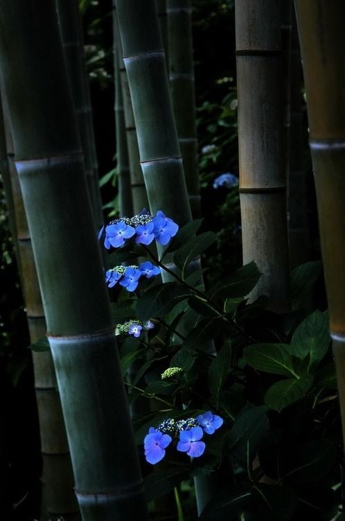 bamboo japan bambu flores flowers japao