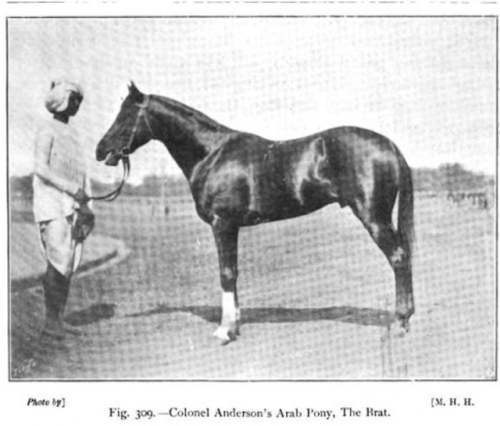 arabian arabian horse arab arab horse arab pony polo polo pony jodhpur jodpur Mecca Captain Hayes Magic Spell W J Drybough W. J. Drybough T B Drybough T. B. Drybough drybough Shabba C Adamthwaite Freddie Alice Hayes Alice M. Hayes Alice M Hayes Matthew H Hayes Matthew Hayes Matthew H. Hayes M. H. Hayes M H Hayes The Horsewoman: A Practical Guide to Side-saddle Riding sidesaddle