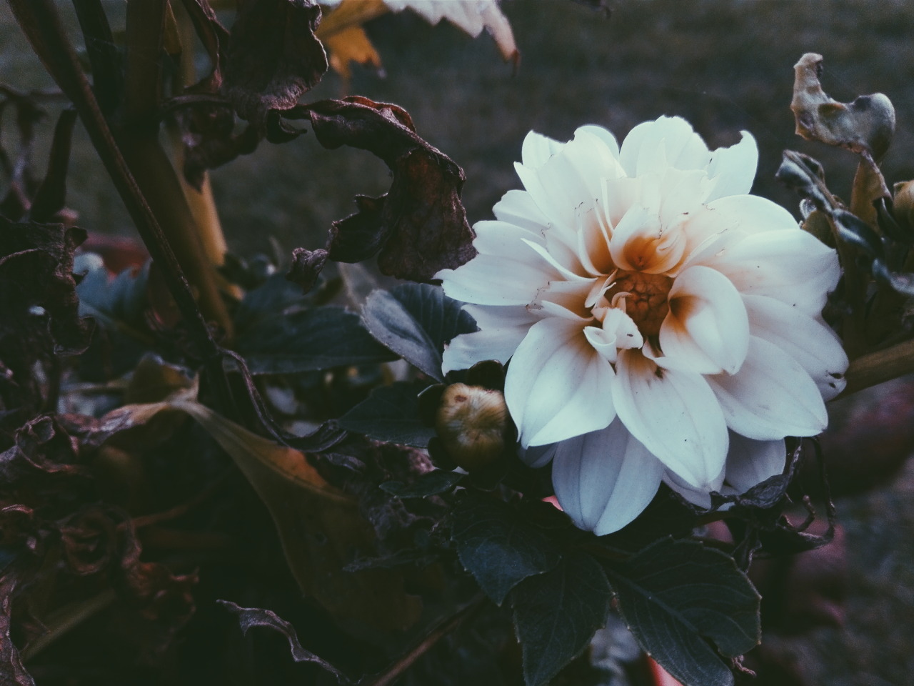 tumblr_oe2b3zaAxp1v894w0o7_1280.jpg
