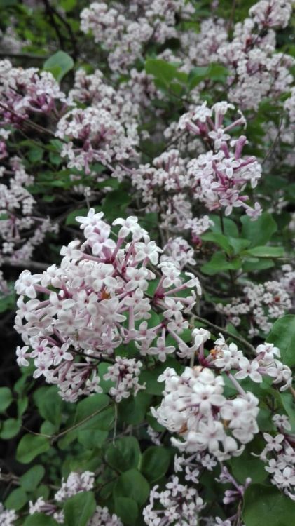 bloomsandfoliage:Buddleia davidii